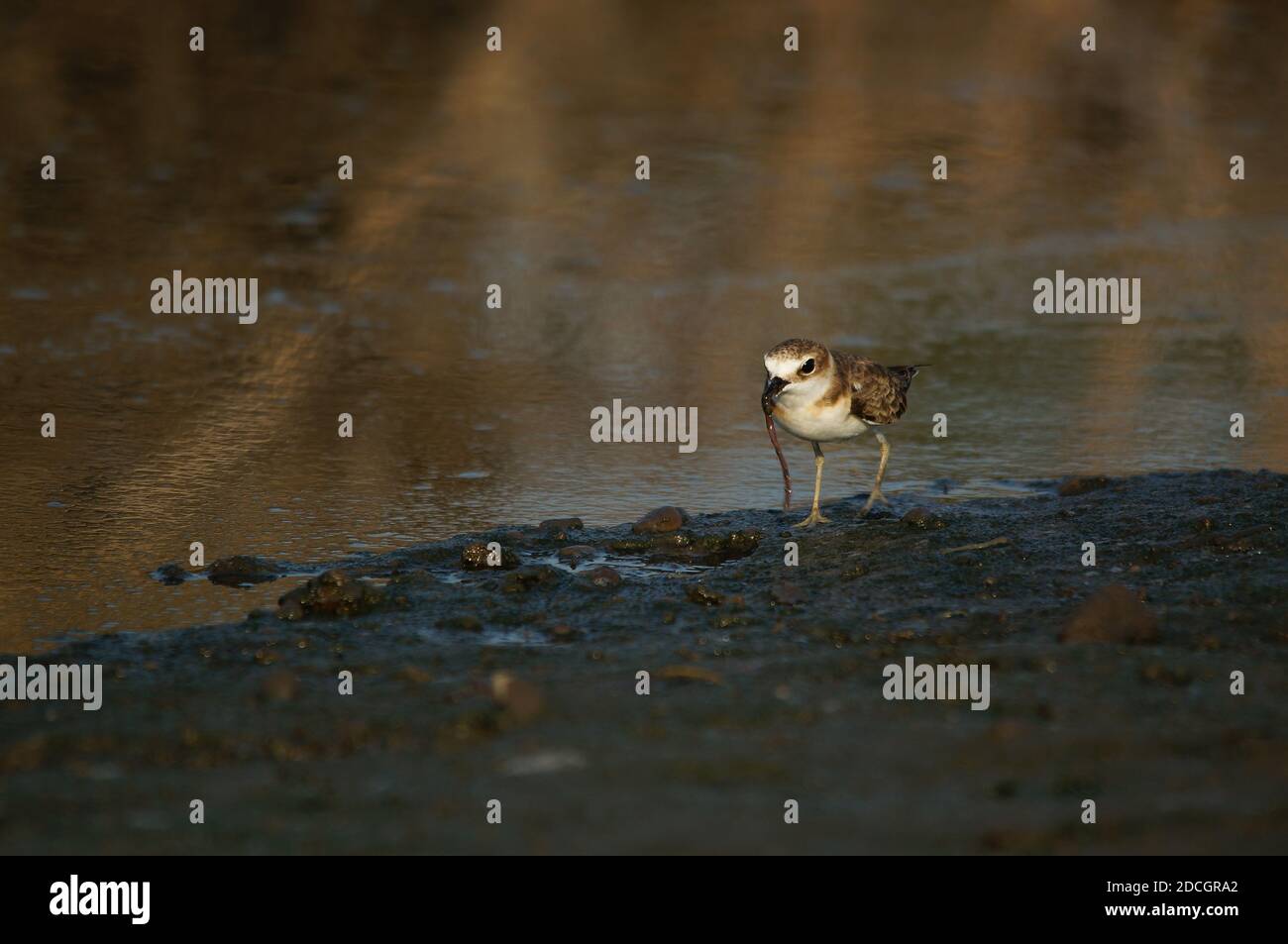 Jawan-Plünder suchen am Flussufer nach Nahrung. Javanpflüge (Charadrius javanicus) ist eine Vogelart aus der Familie der Charadriidae. Stockfoto