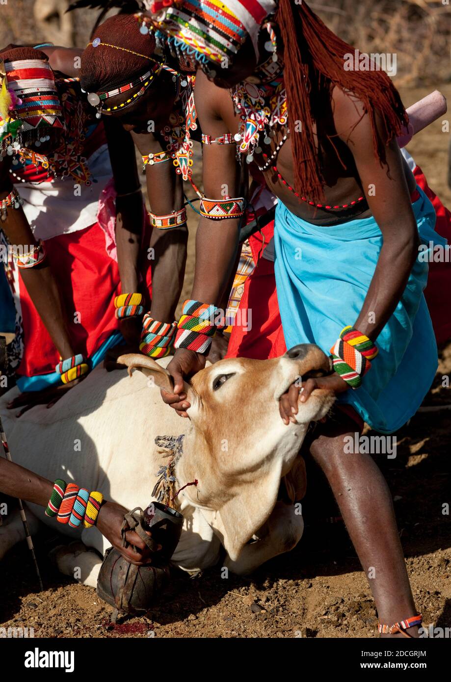 Samburu Stamm Männer, die Blut von einer Kuh, Samburu County, Maralal, Kenia Stockfoto
