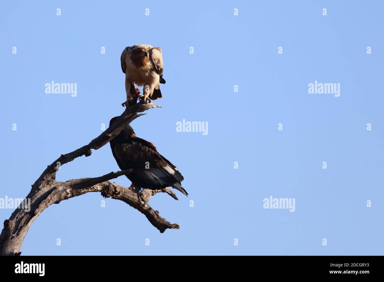 Afrika Tiere Tierwelt Natur Stockfoto