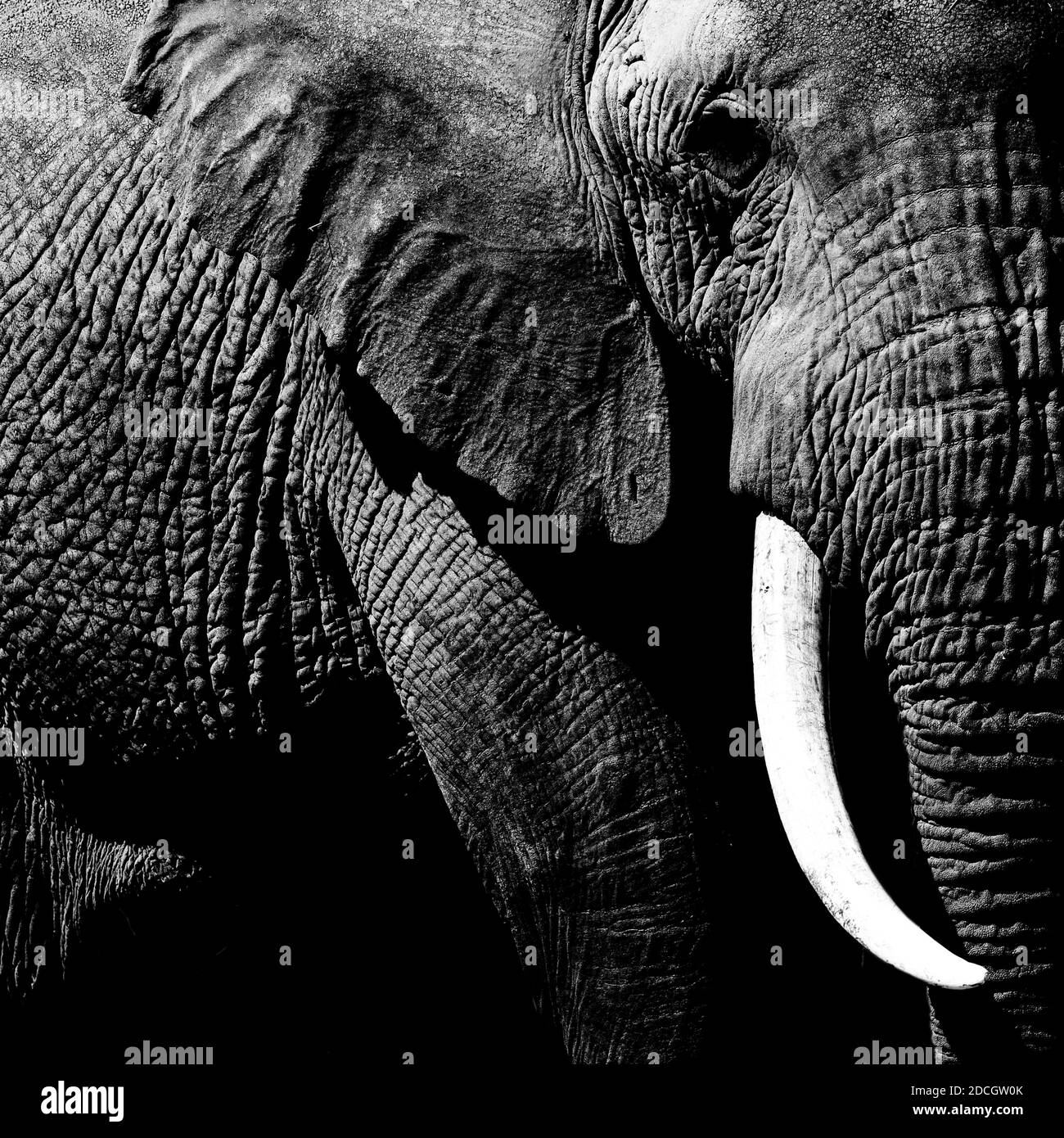Elefant (Loxodonta africana) aus der Nähe, Kajiado County, Amboseli Park, Kenia Stockfoto
