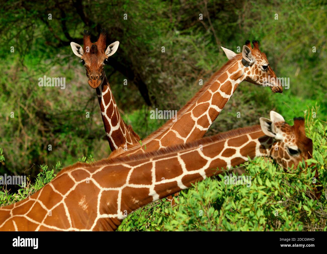 Giraffen, die Akazien fressen, Provinz Rift Valley, Maasai Mara, Kenia Stockfoto