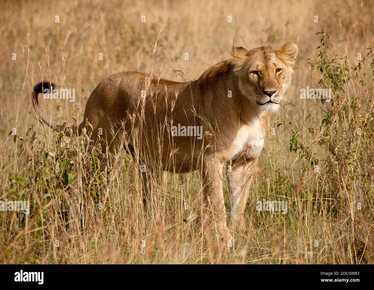 Löwin in der Savanne, Rift Valley Province, Maasai Mara, Kenia Stockfoto