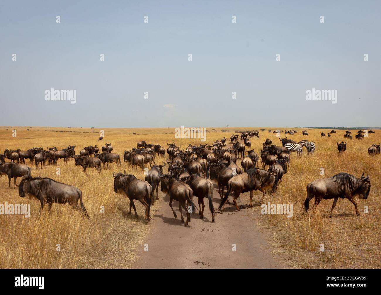 Gnus Migration in der Savanne, Rift Valley Province, Maasai Mara, Kenia Stockfoto