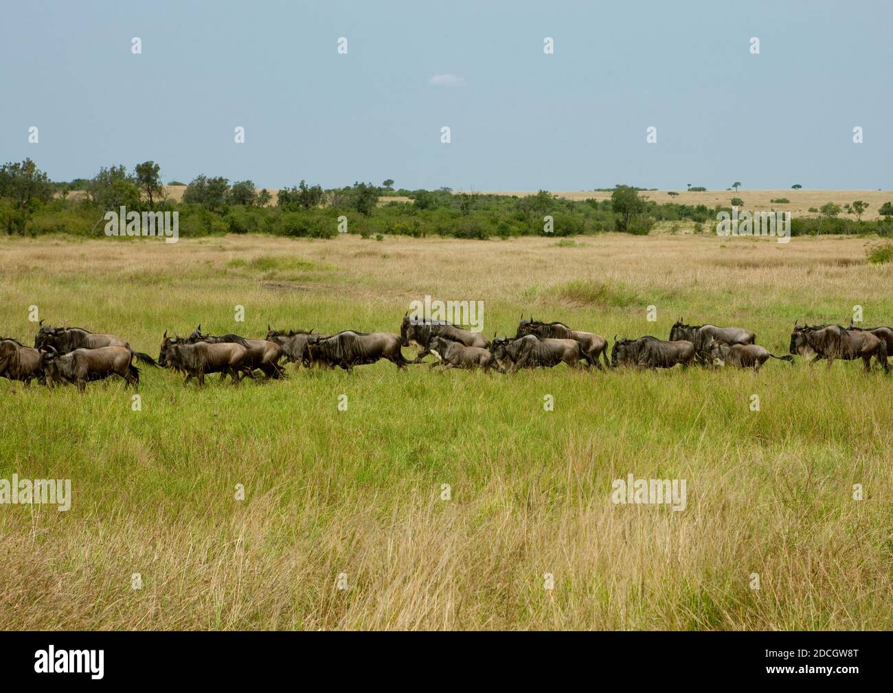 Gnus Migration in der Savanne, Rift Valley Province, Maasai Mara, Kenia Stockfoto