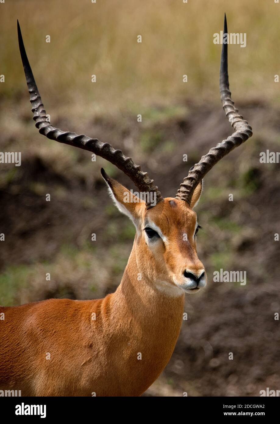 Antelope (Alcelaphinae) Kopf, Rift Valley Provinz, Maasai Mara, Kenia Stockfoto