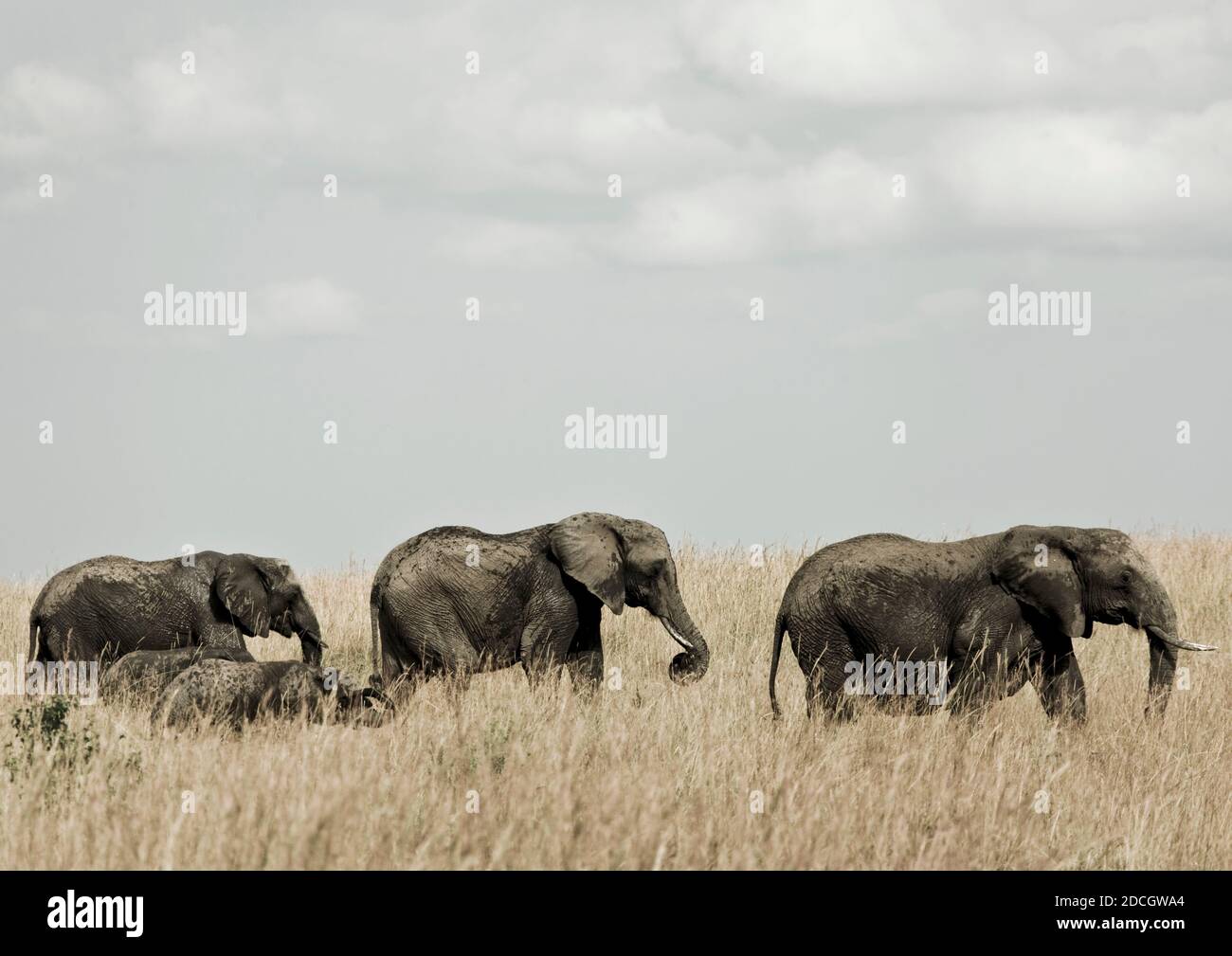 Elefanten in der Savanne, Rift Valley Province, Maasai Mara, Kenia Stockfoto