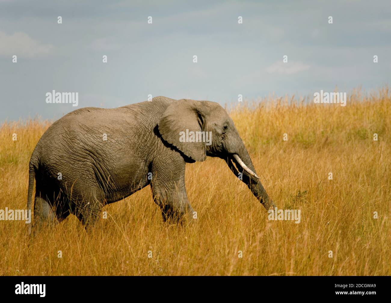 Elefant in der Savanne, Rift Valley Province, Maasai Mara, Kenia Stockfoto
