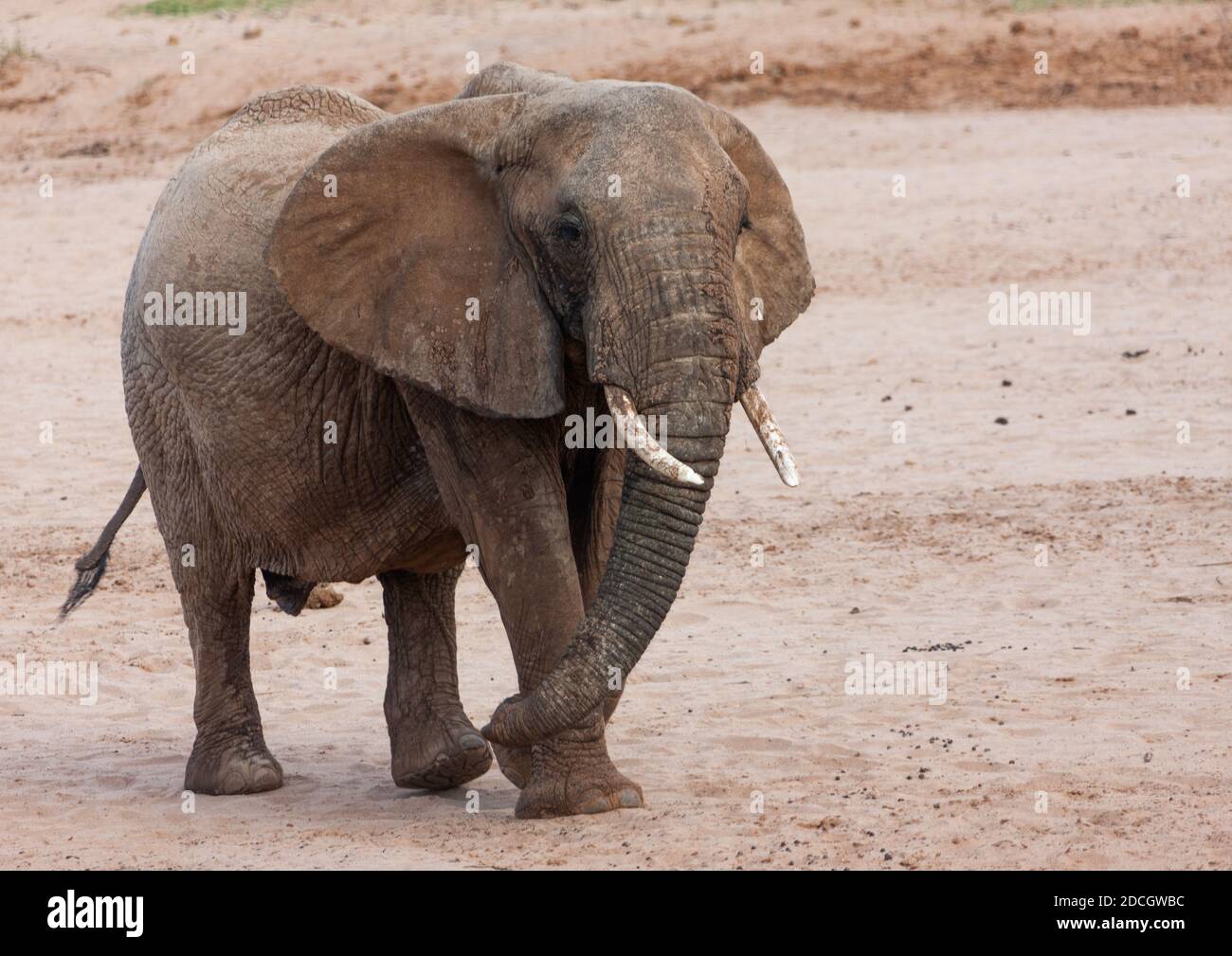 Elefant in der Savanne, Rift Valley Province, Maasai Mara, Kenia Stockfoto
