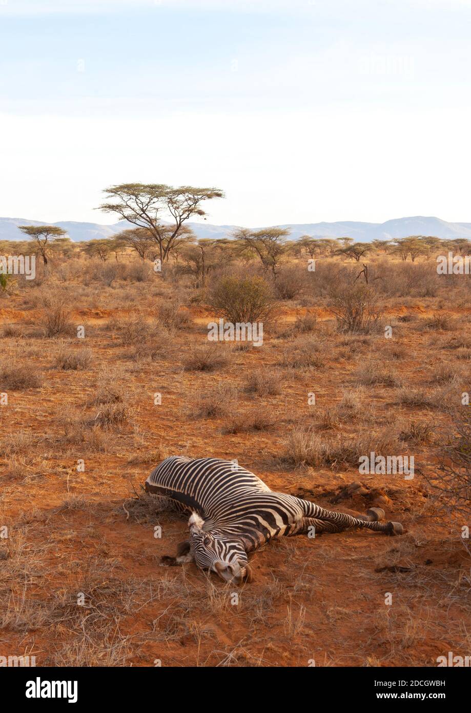 Totes Zebra im Busch, Rift Valley Province, Maasai Mara, Kenia Stockfoto