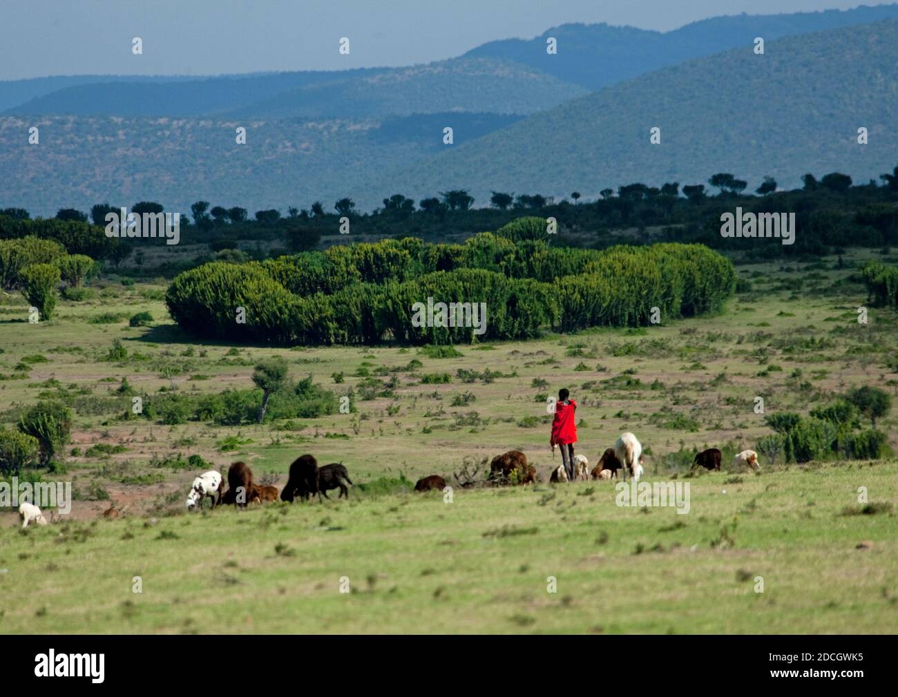 Maasai Schäferhund mit seinen Rindern, Rift Valley Province, Maasai Mara, Kenia Stockfoto