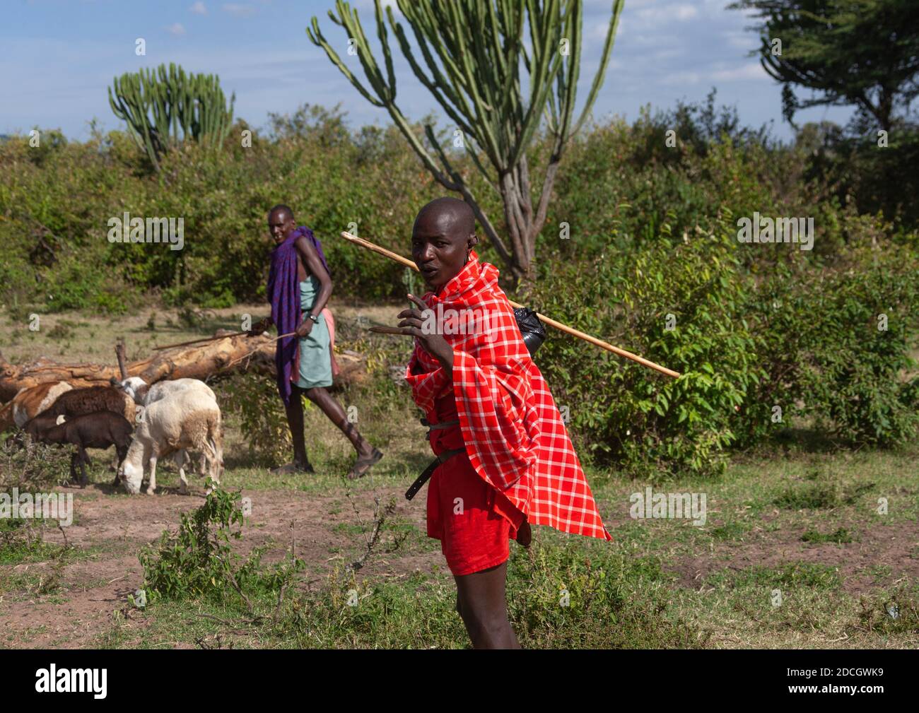 Maasai Hirten mit Schafen, Rift Valley Province, Maasai Mara, Kenia Stockfoto