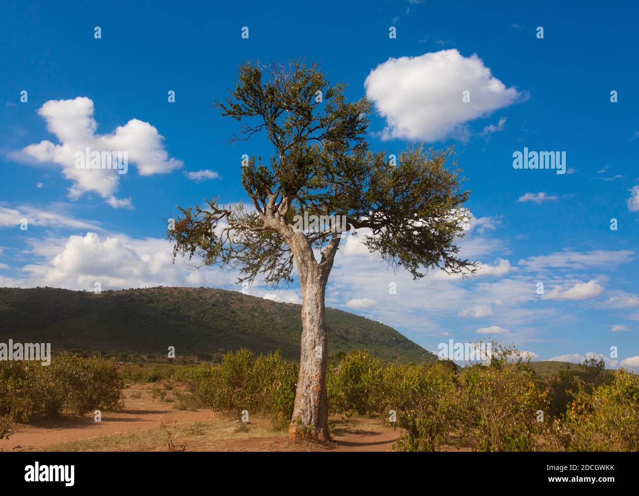 Großer Baum in den Hügeln, Rift Valley Province, Maasai Mara, Kenia Stockfoto