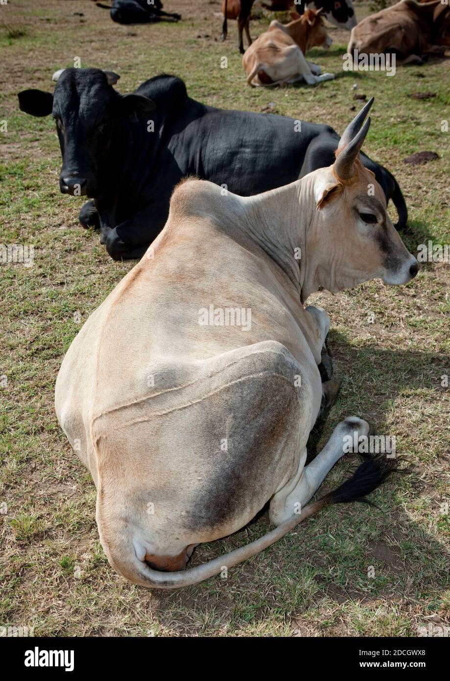 Kühe in einem Maasai Camp, Rift Valley Province, Maasai Mara, Kenia Stockfoto