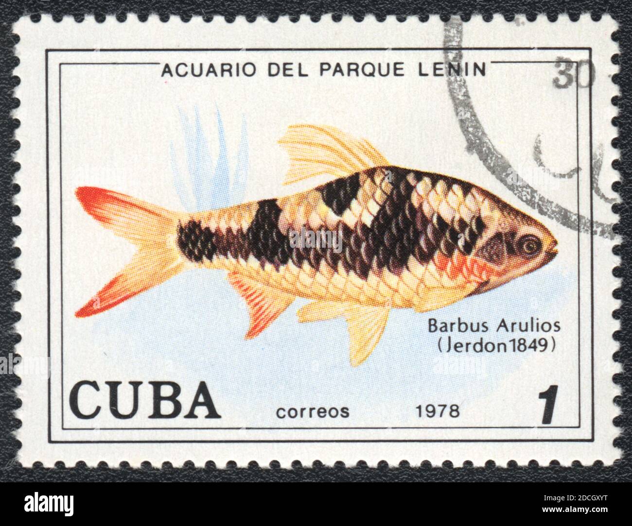 Eine in Kuba gedruckte Marke zeigt einen Aquarienfisch Barbus Arulius, Serie 'Aquarium of Lenin Park', 1978 Stockfoto