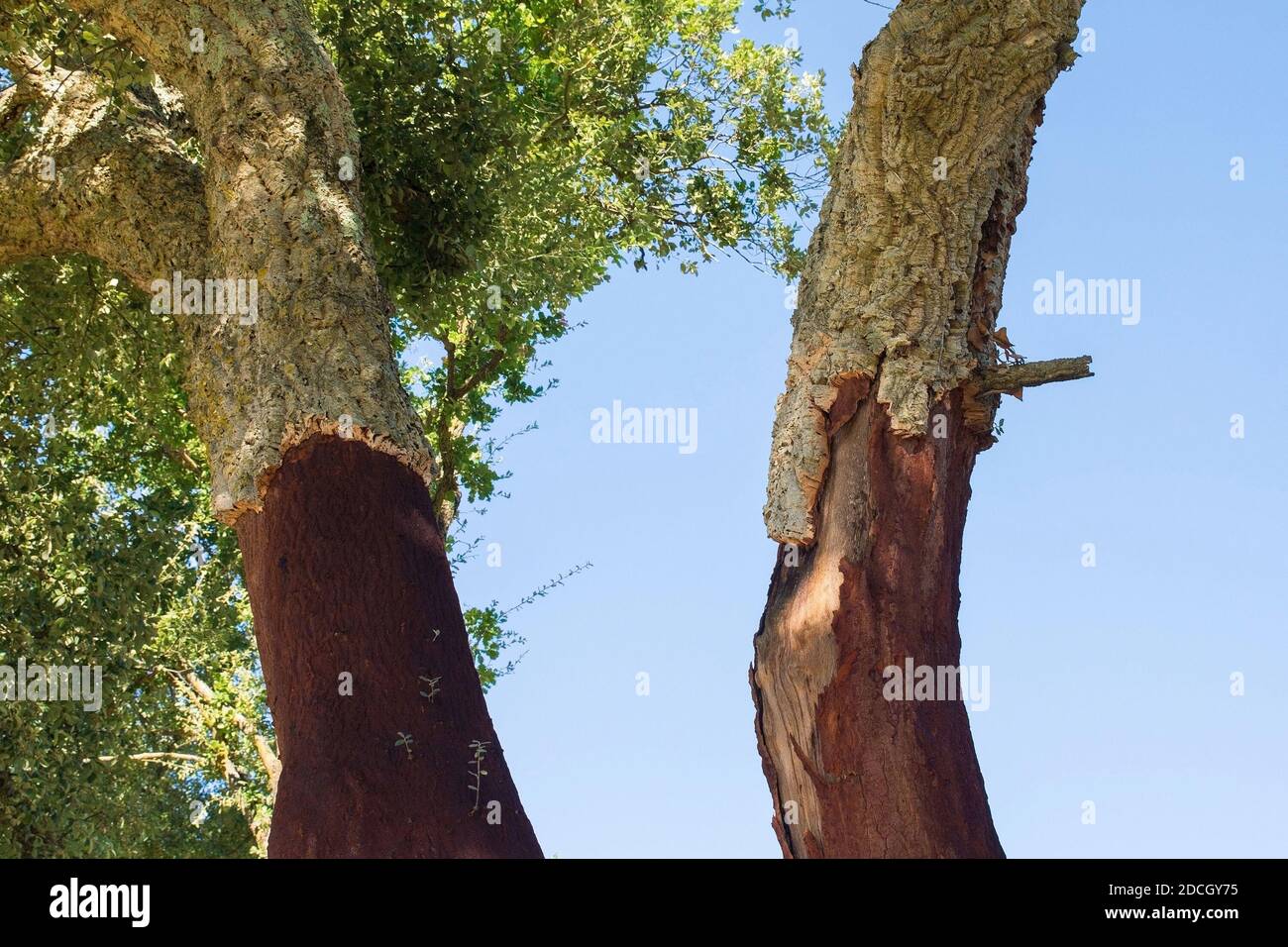Korkeichen, Quercus Suber, wächst bei Murlo in der Provinz Siena, Toskana, Italien. Ein Teil der Rinde wurde geerntet Stockfoto