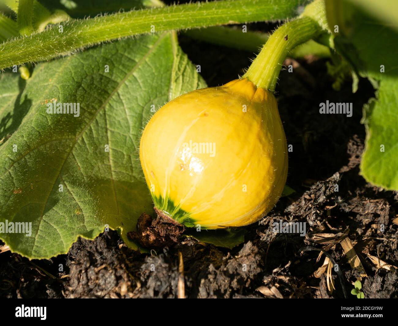 Bio Kürbis wächst auf einem Feld Stockfoto