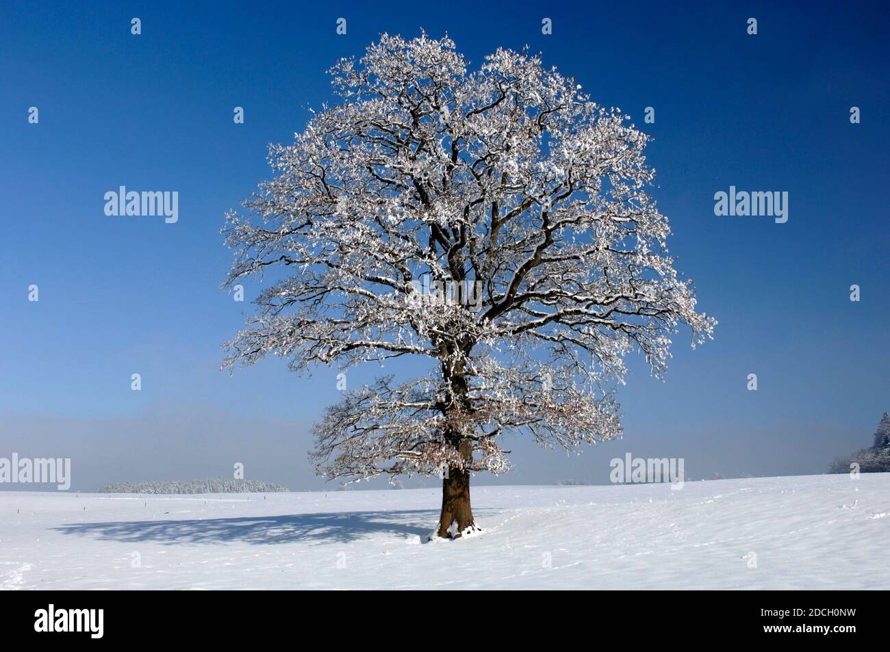 Einzelner großer alter Laubbaum auf der Wiese im kalten Winter Tag Stockfoto