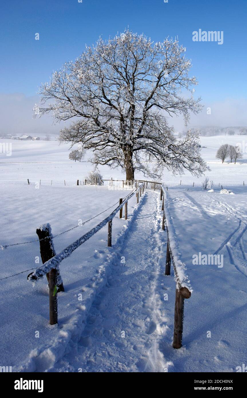 Einzelner großer alter Laubbaum auf der Wiese im kalten Winter Tag Stockfoto