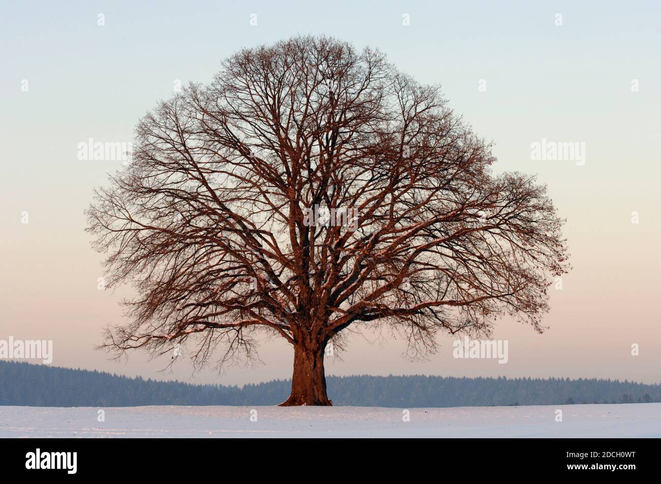 Einzelner großer alter Laubbaum auf der Wiese im kalten Winter Tag Stockfoto
