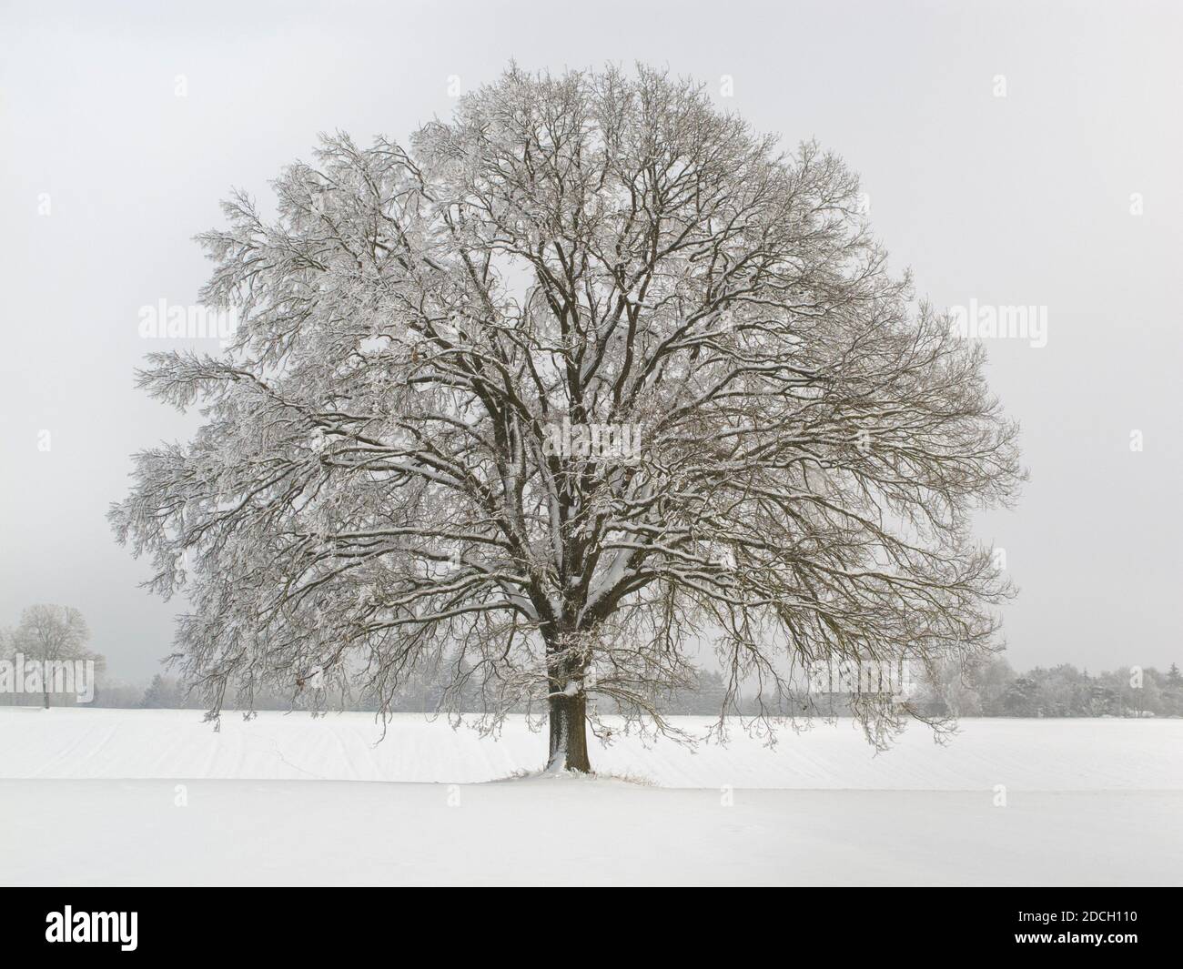 Einzelner großer alter Laubbaum auf der Wiese im kalten Winter Tag Stockfoto