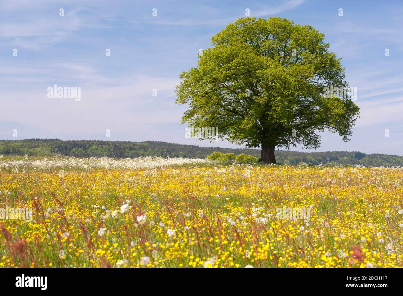 Einzelner großer alter Deciduos-Baum im Frühling auf der Wiese Stockfoto