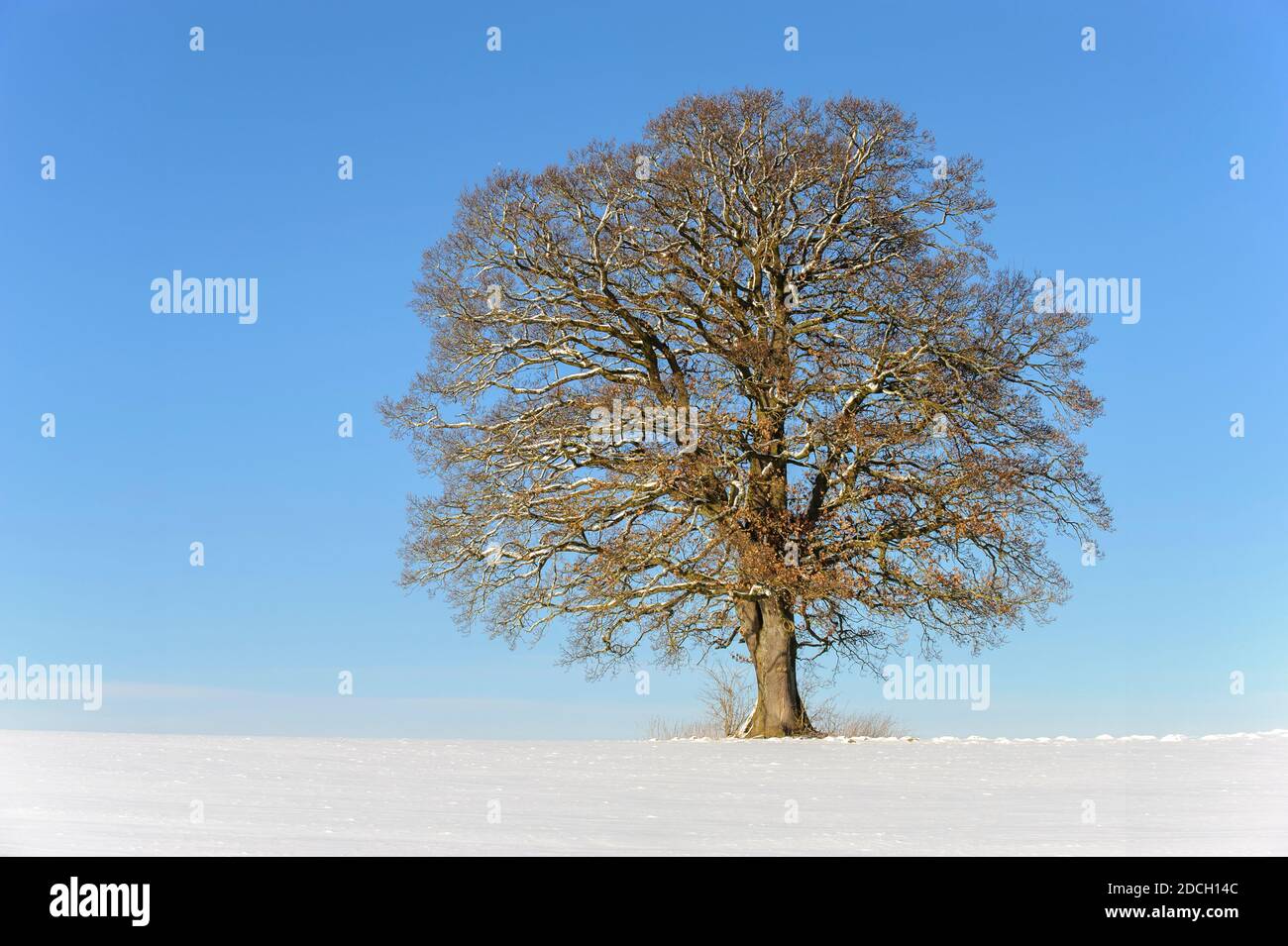 Einzelner großer alter Laubbaum auf der Wiese im kalten Winter Tag Stockfoto