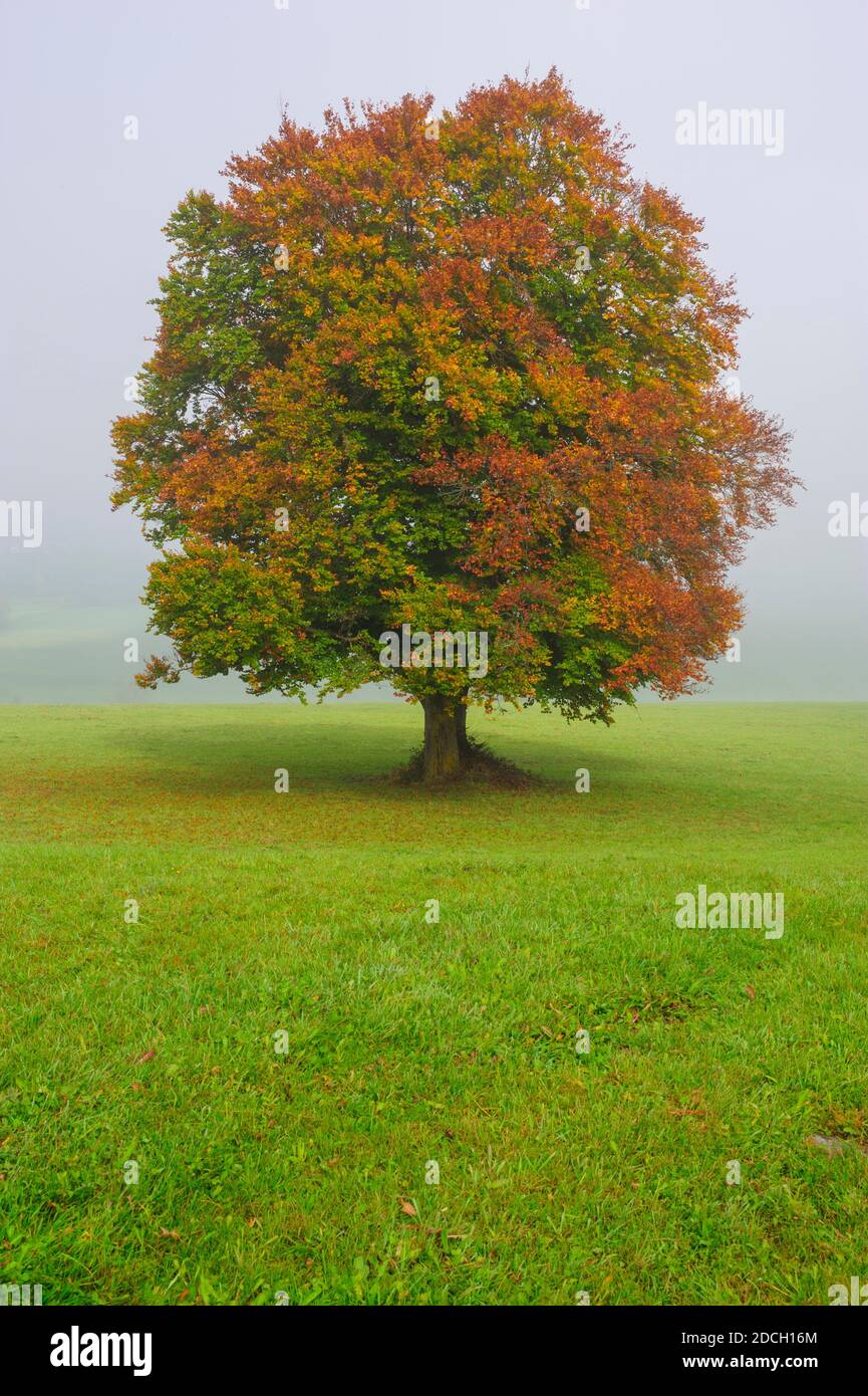 Einzelner großer alter Laubbaum auf der Wiese im Herbst Stockfoto