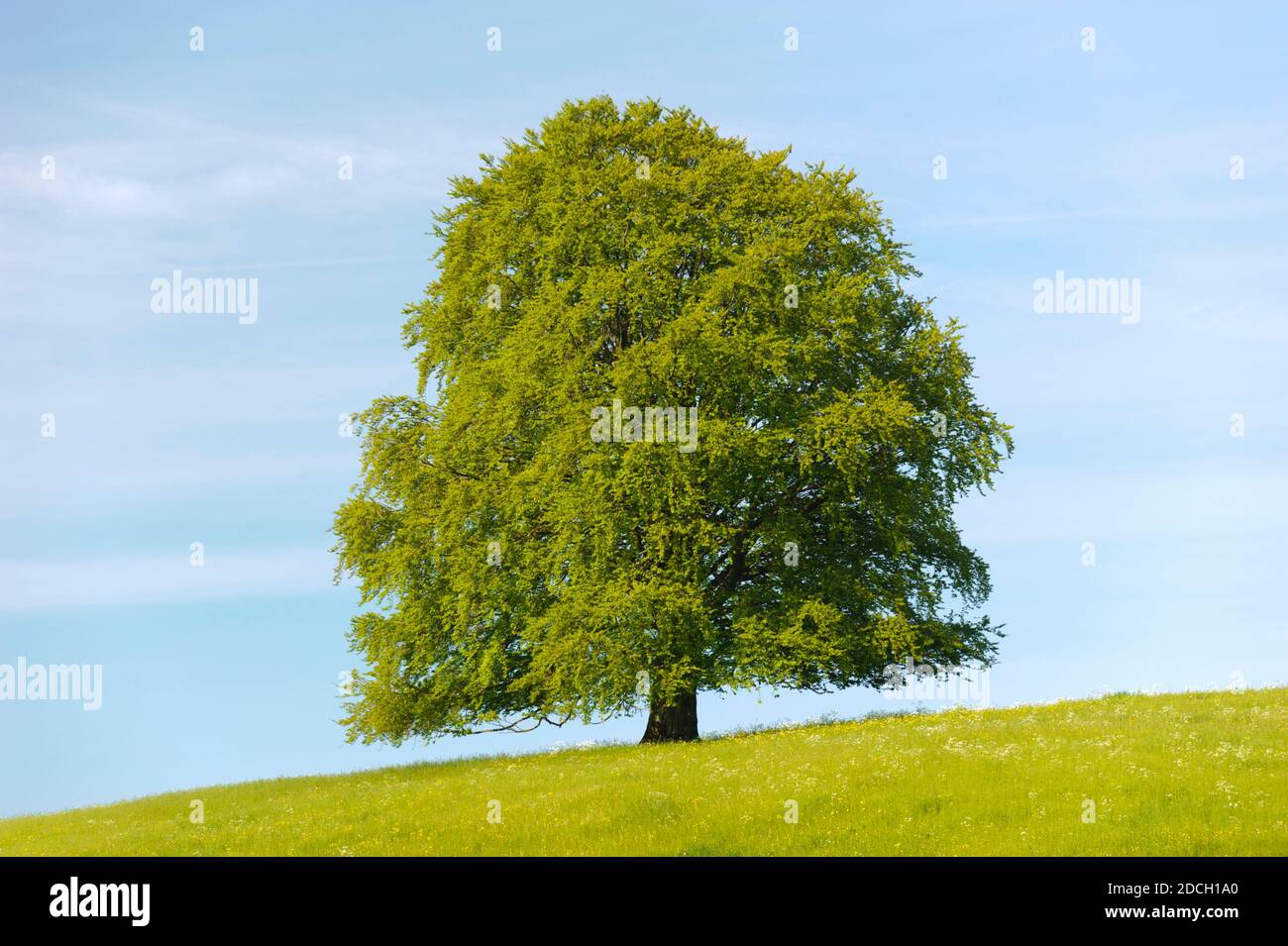 Einzelner großer alter Laubbaum auf der Wiese im Frühling Stockfoto