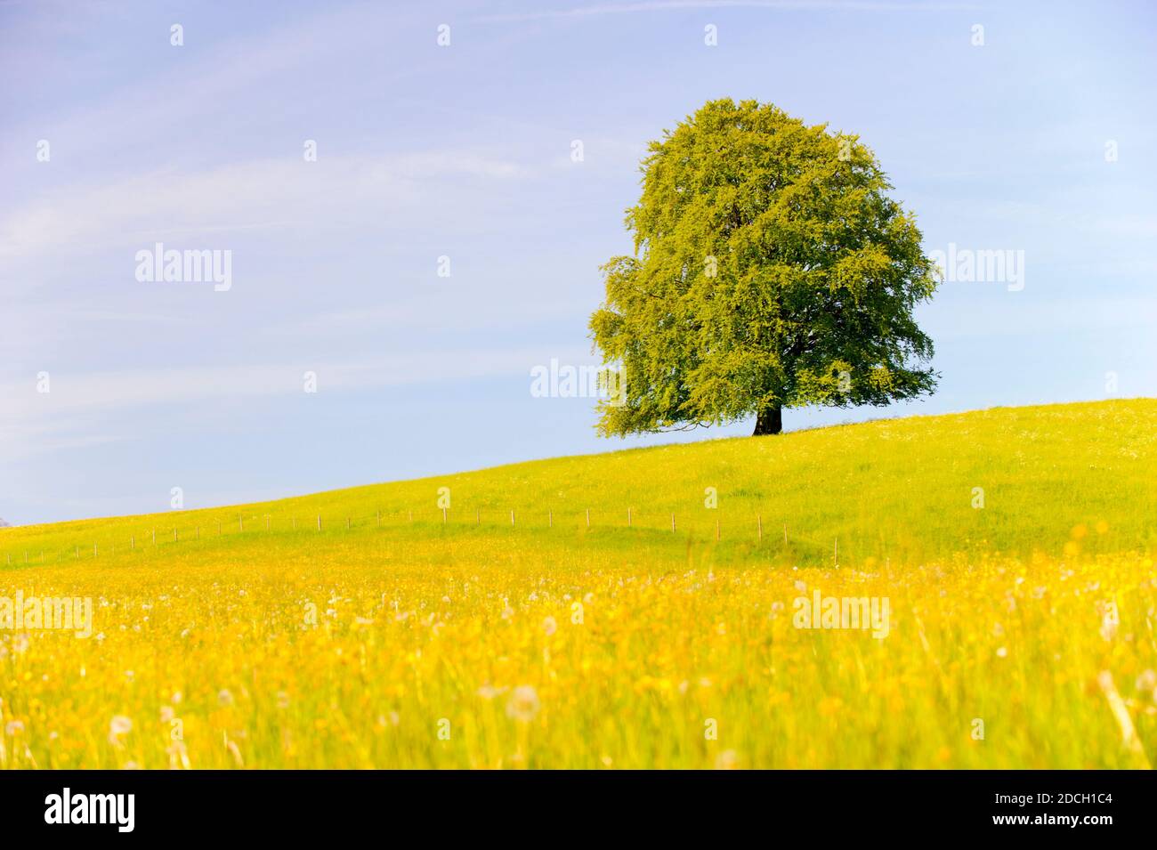 Einzelner großer alter Laubbaum auf der Wiese im Frühling Stockfoto