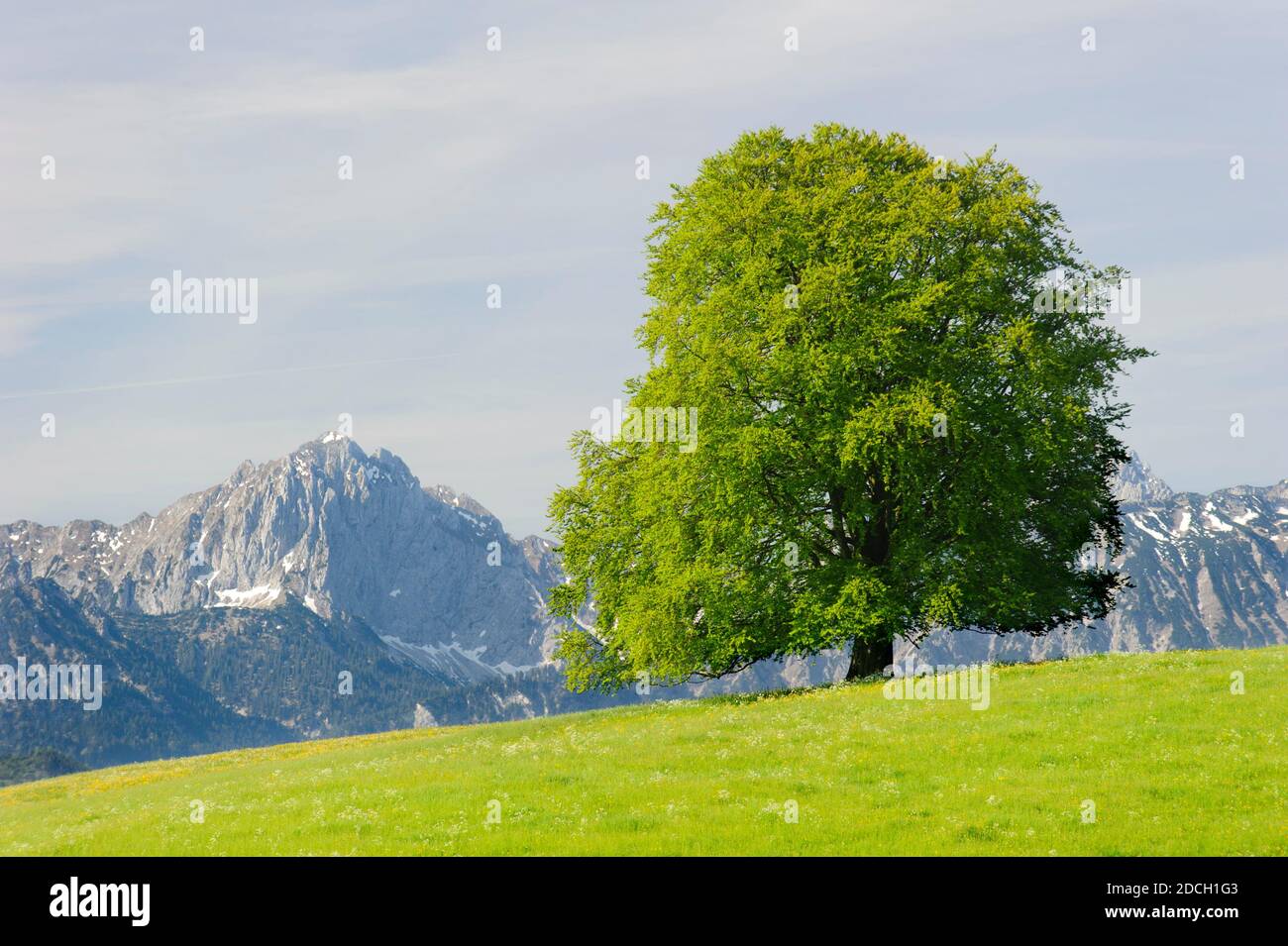 Einzelner großer alter Laubbaum auf der Wiese im Frühling Stockfoto