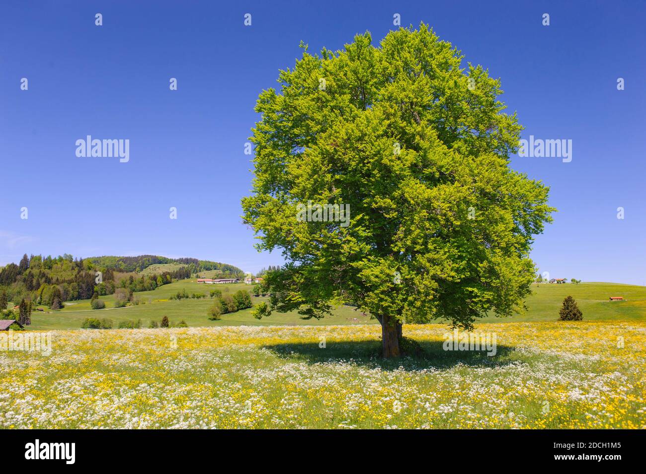 Einzelner großer alter Laubbaum auf der Wiese im Frühling Stockfoto