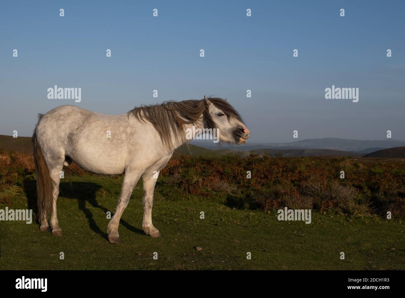 Shropshire weißen wilden Pony mit Hügeln im Hintergrund Stockfoto