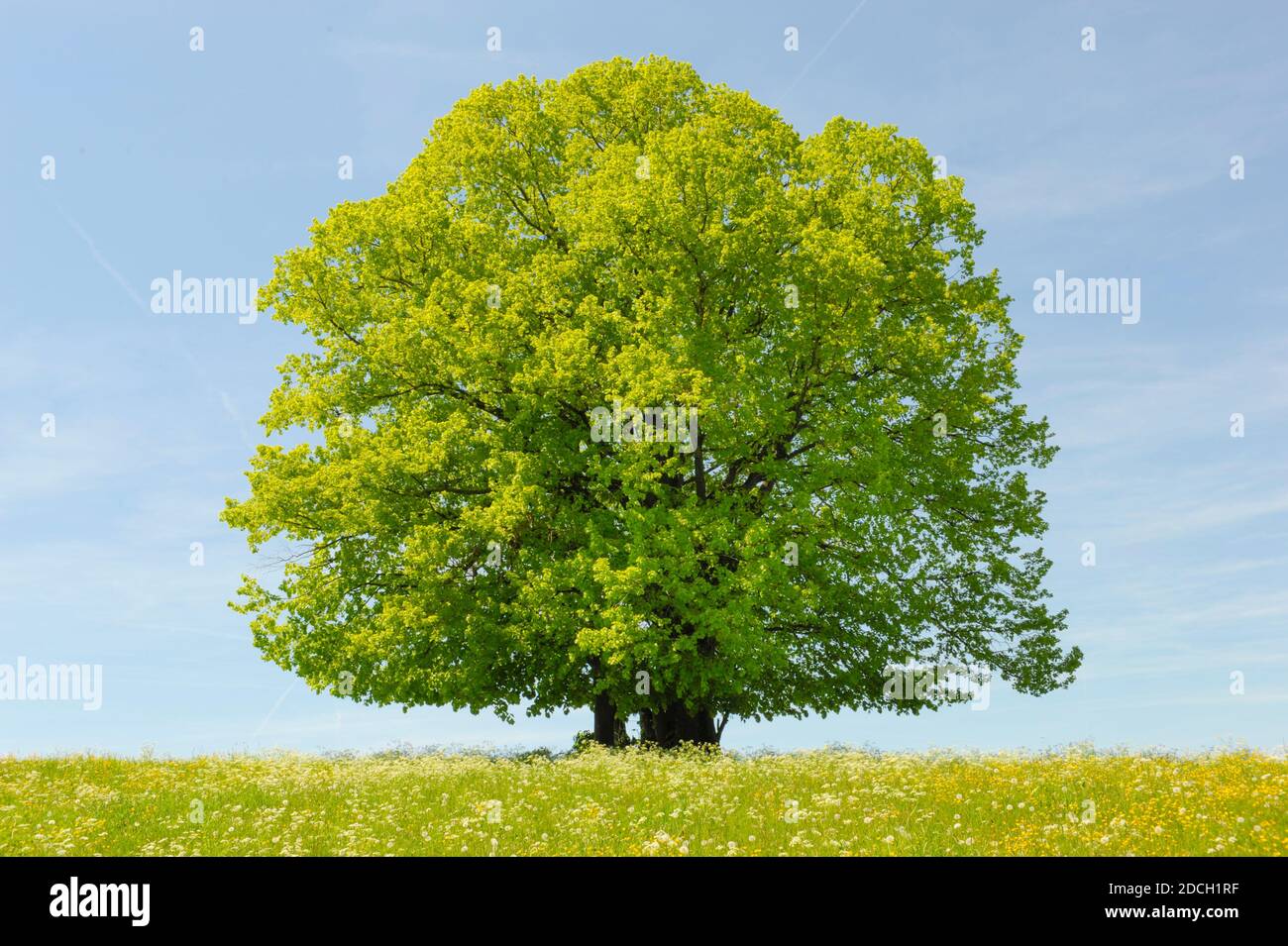 Einzelner großer alter Laubbaum auf der Wiese im Frühling Stockfoto