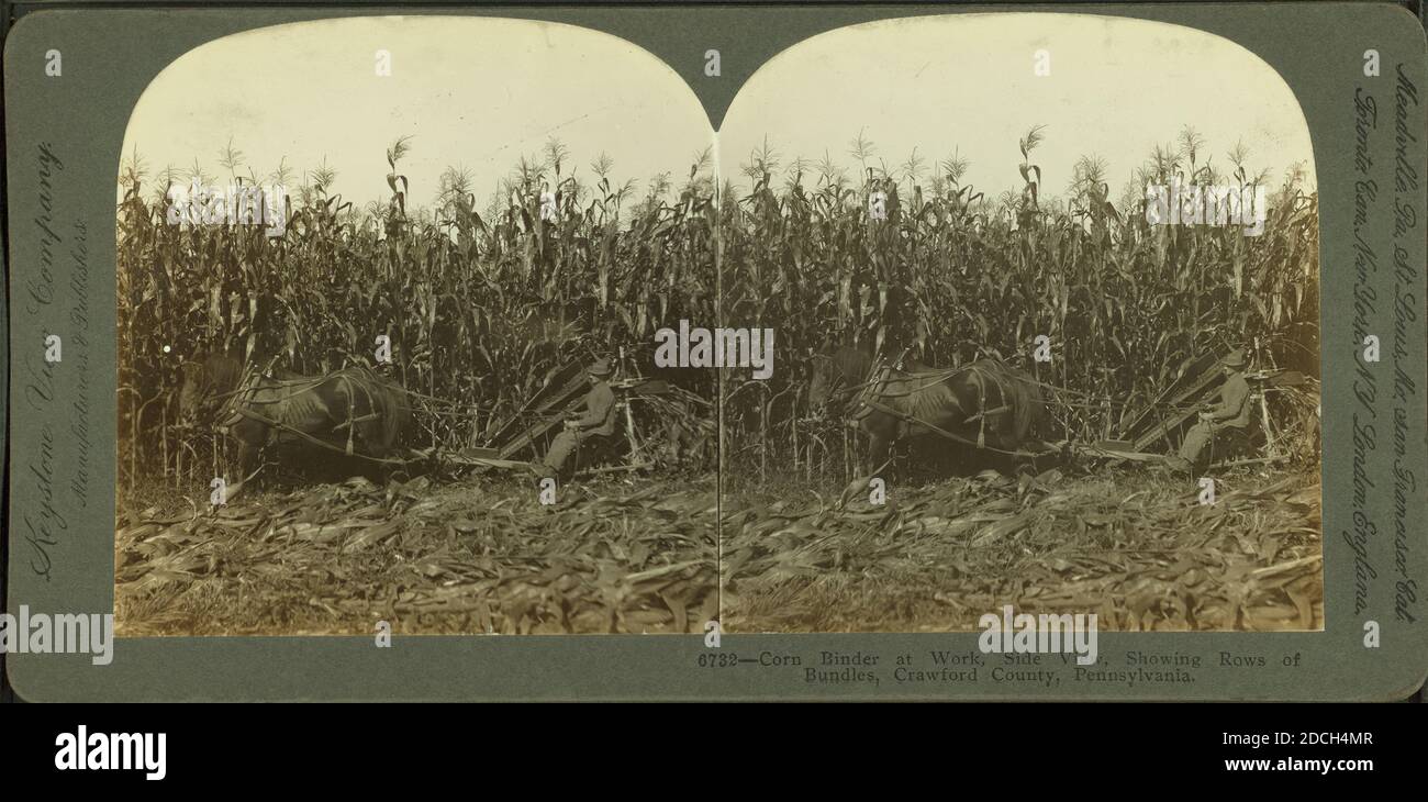 Maisbinder bei der Arbeit, Seitenansicht, zeigt Reihen von Bündeln, Crawford County, Pennsylvania., Keystone View Company, 1906, Pennsylvania Stockfoto