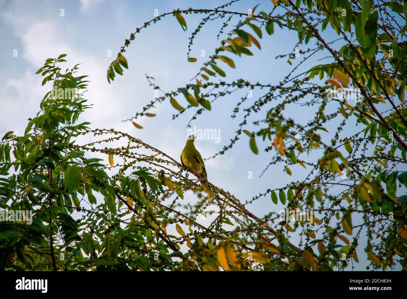 Lokale Tierwelt von Vögeln, die sich auf einem wilden Baum ernähren, der Nüsse trägt, um sich zu ernähren. Stockfoto