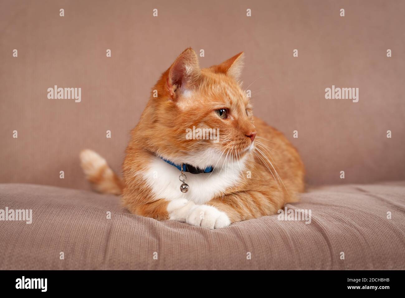Niedliche rote Hauskatze zu Hause, die Ruhe auf gemütlich Bett Stockfoto