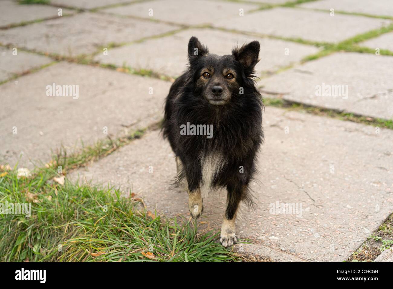 Ein schwarzer Straßenhund sieht einen Mann an, der auf Nahrung wartet. Stockfoto