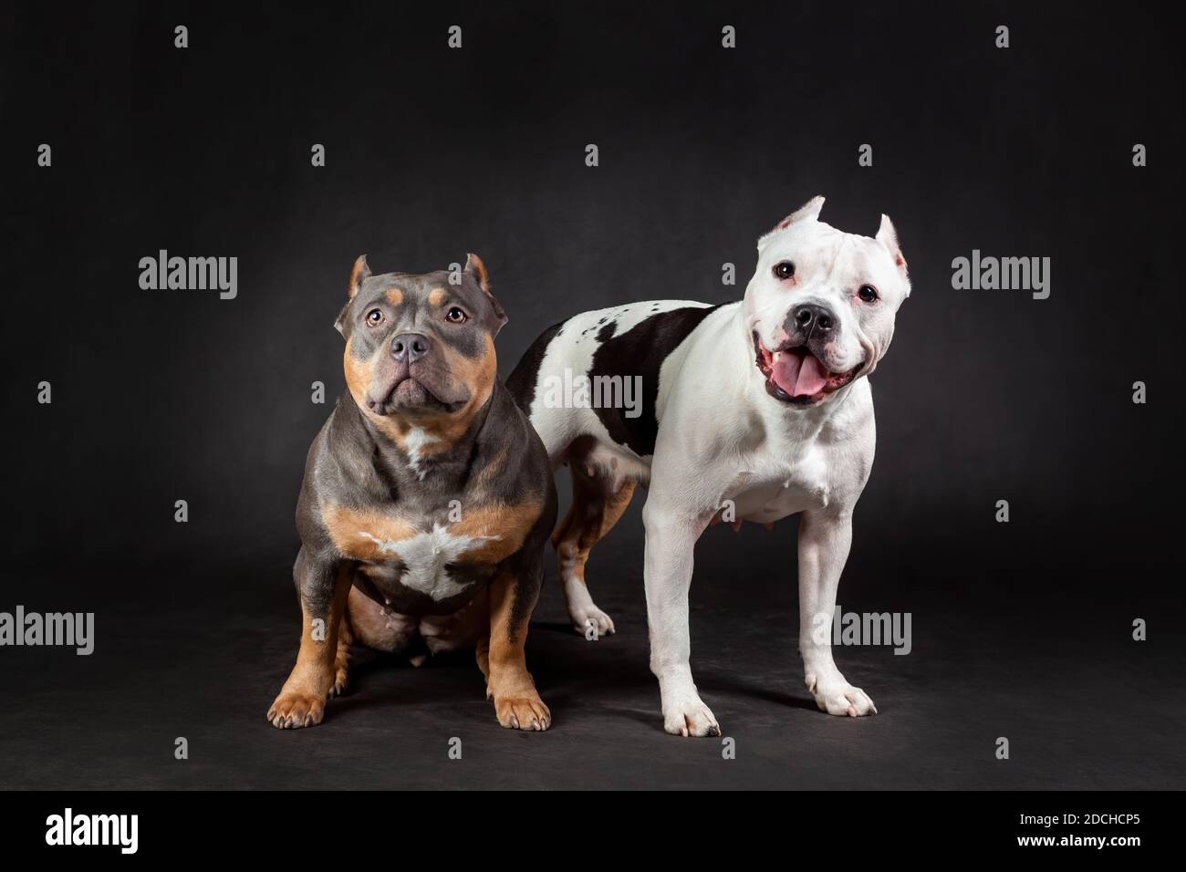 Zwei amerikanische Bully züchten Hunde auf schwarzem Hintergrund Stockfoto