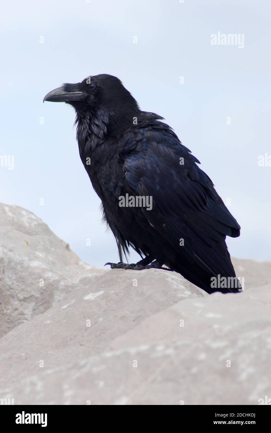 Nahaufnahme eines Raben (Corvus corax), der auf einem Felsen steht. Auch bekannt als der westliche Rabe oder nördlicher Rabe, ist dies ein großer schwarzer Singvogel. Stockfoto