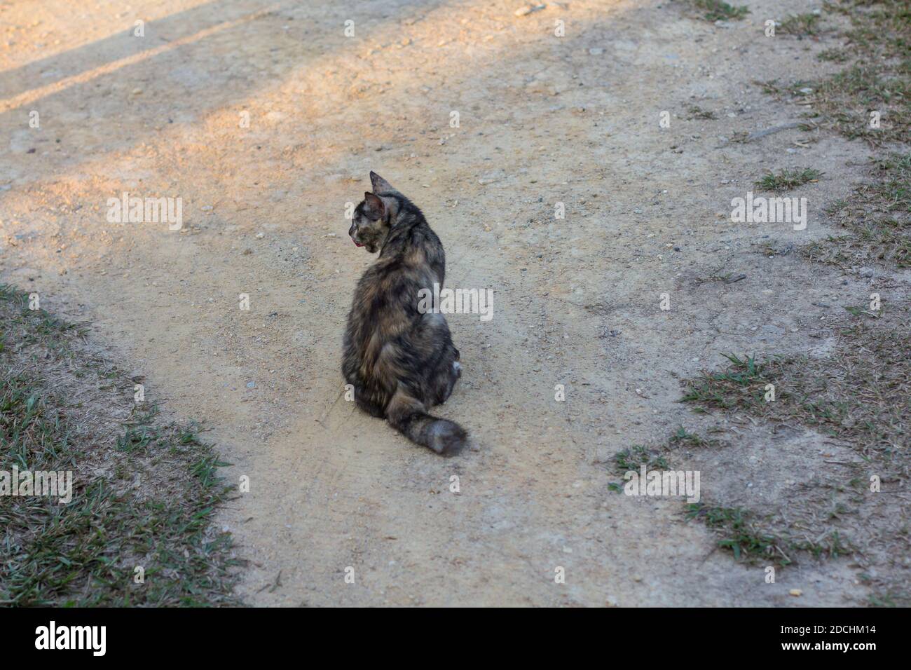 Eine streunende Katze auf der Straße auf dem Weg nach bukit kepayang seremban 2. Stockfoto