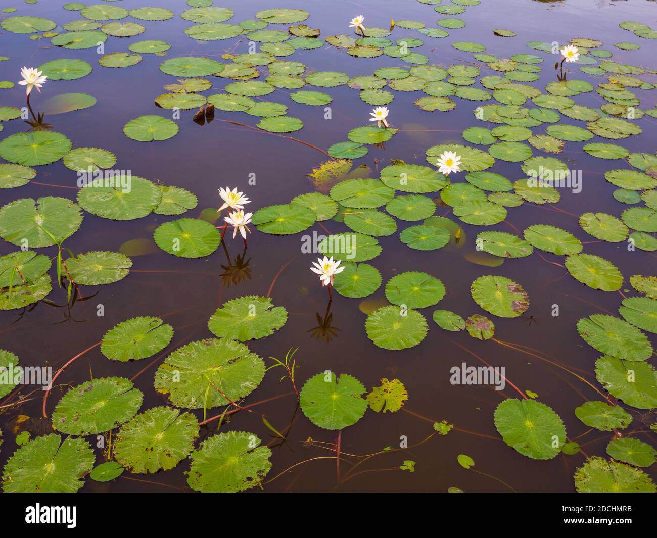 Seerose im Teich Stockfoto