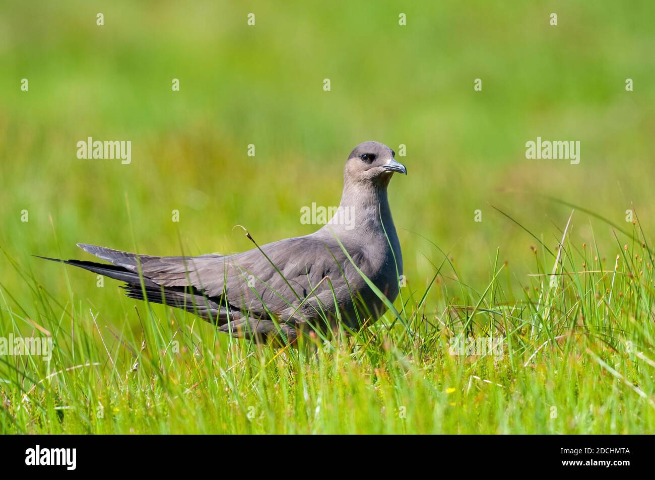 Ein erwachsener arktischer Skua (Stercorarius parasiticus), der in langem Gras auf der Insel Handa vor der Nordwestküste Schottlands steht. Juni. Stockfoto