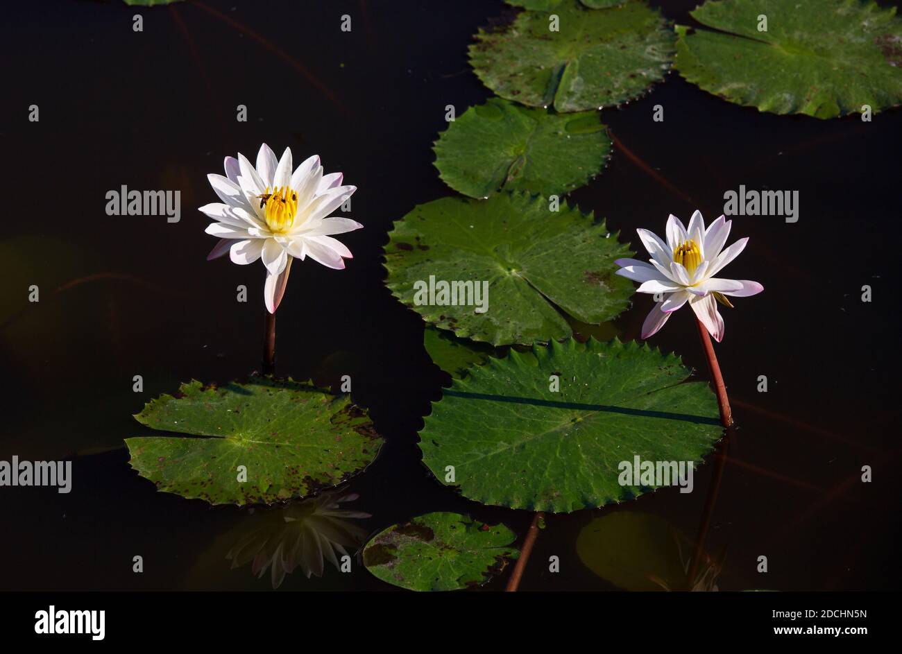 Seerose im Teich Stockfoto