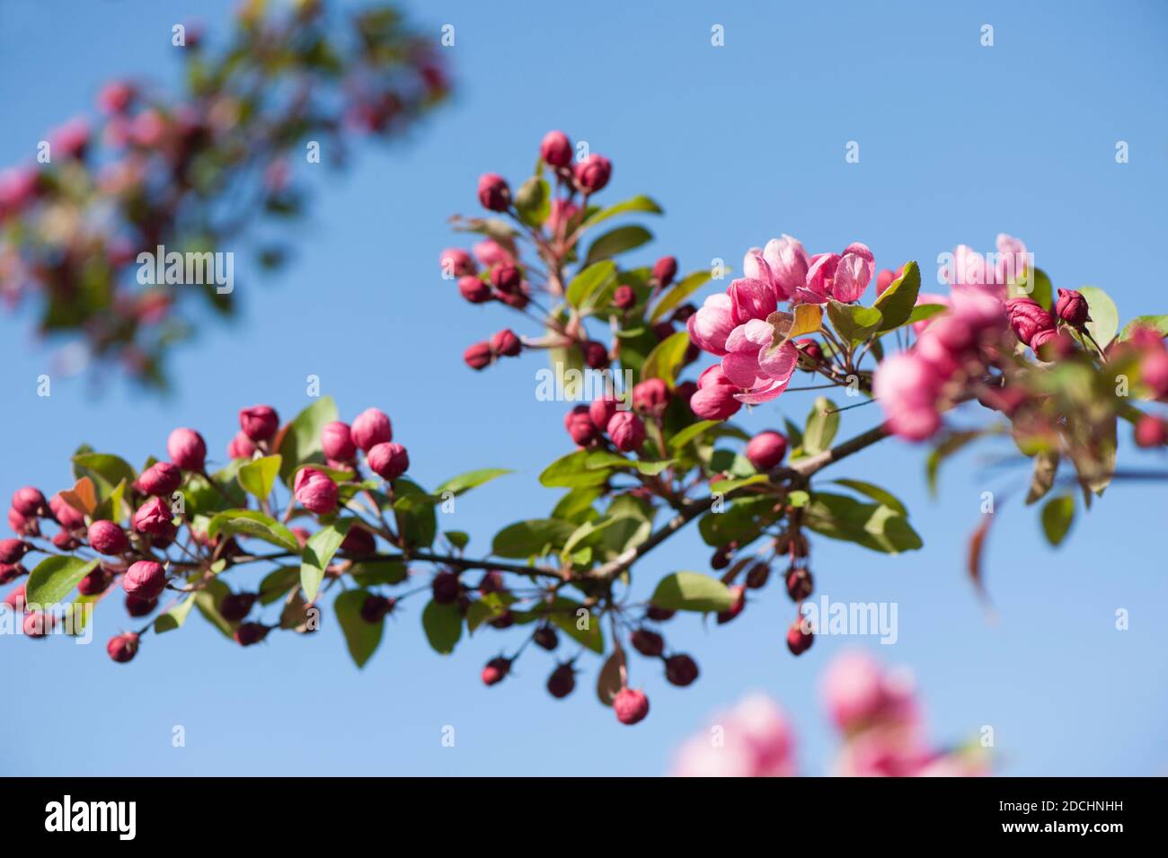 Malus 'Indian Magic', blühender Krabbenapfel im Frühjahr Stockfoto