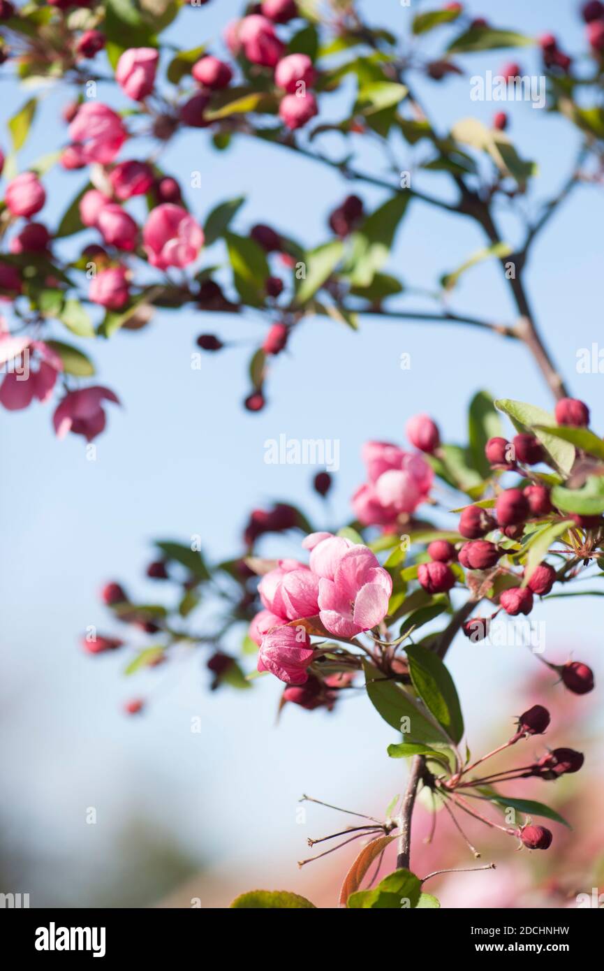 Malus 'Indian Magic', blühender Krabbenapfel im Frühjahr Stockfoto