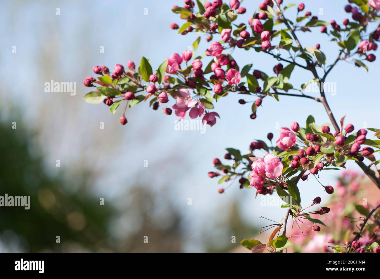 Malus 'Indian Magic', blühender Krabbenapfel im Frühjahr Stockfoto