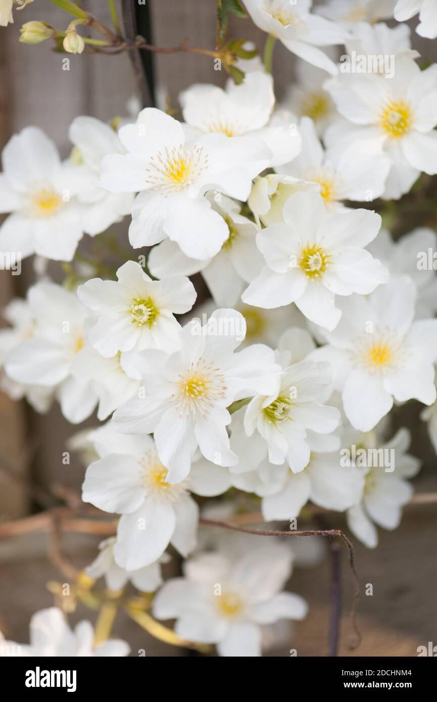 Clematis cartmanii ‘Avalanche’ in Blüte im Frühjahr Stockfoto