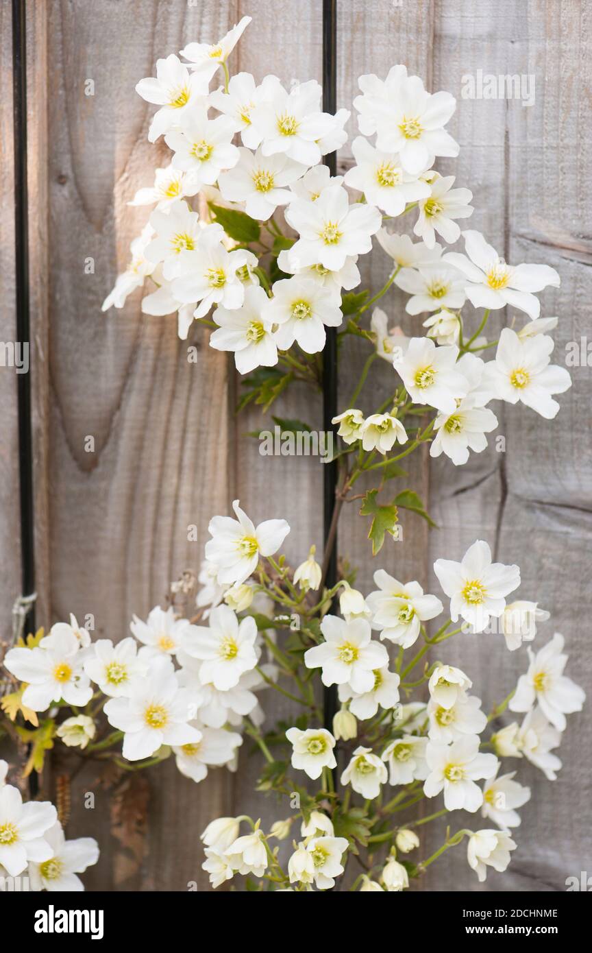 Clematis cartmanii ‘Avalanche’ in Blüte im Frühjahr Stockfoto
