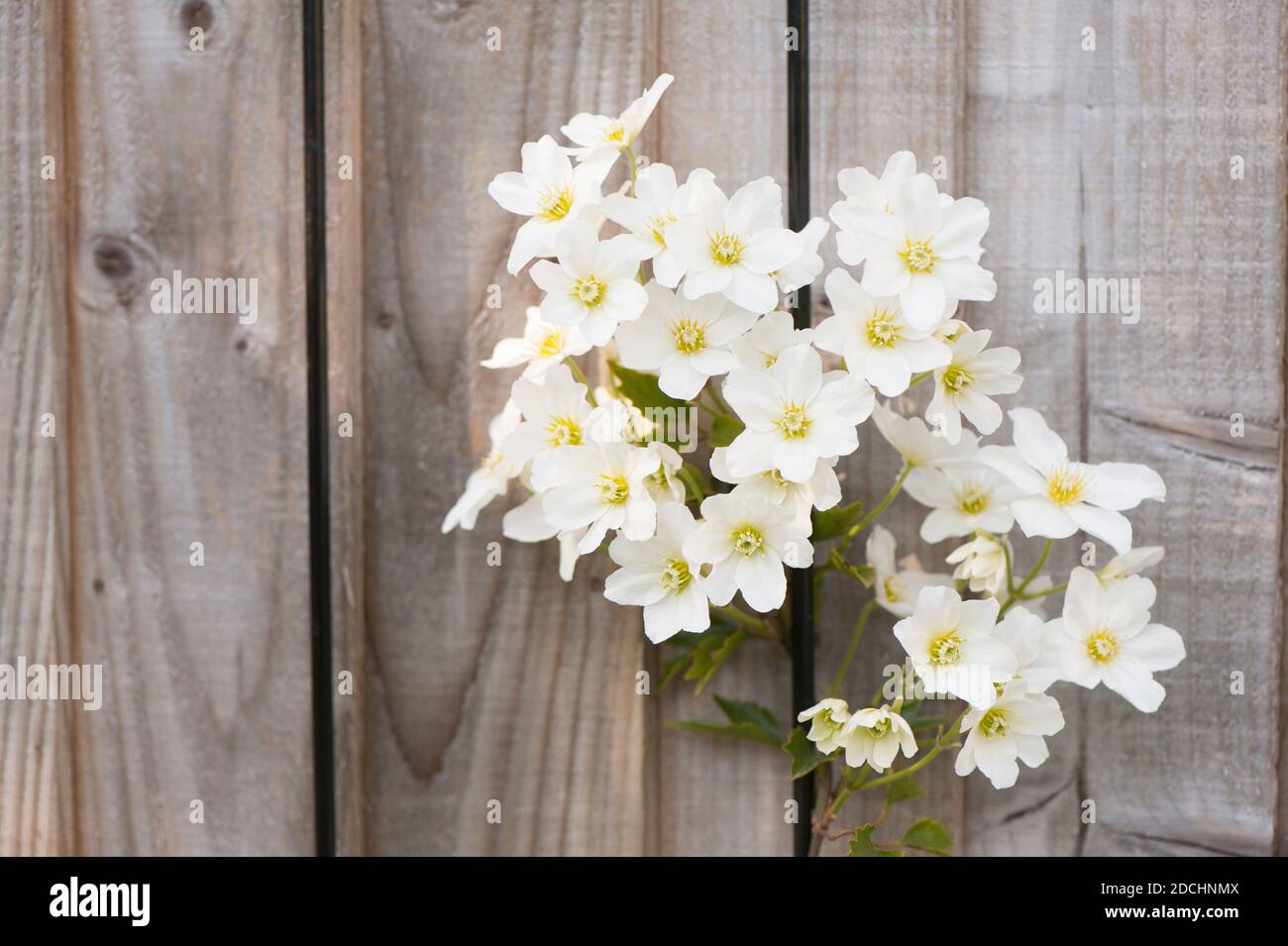 Clematis cartmanii ‘Avalanche’ in Blüte im Frühjahr Stockfoto