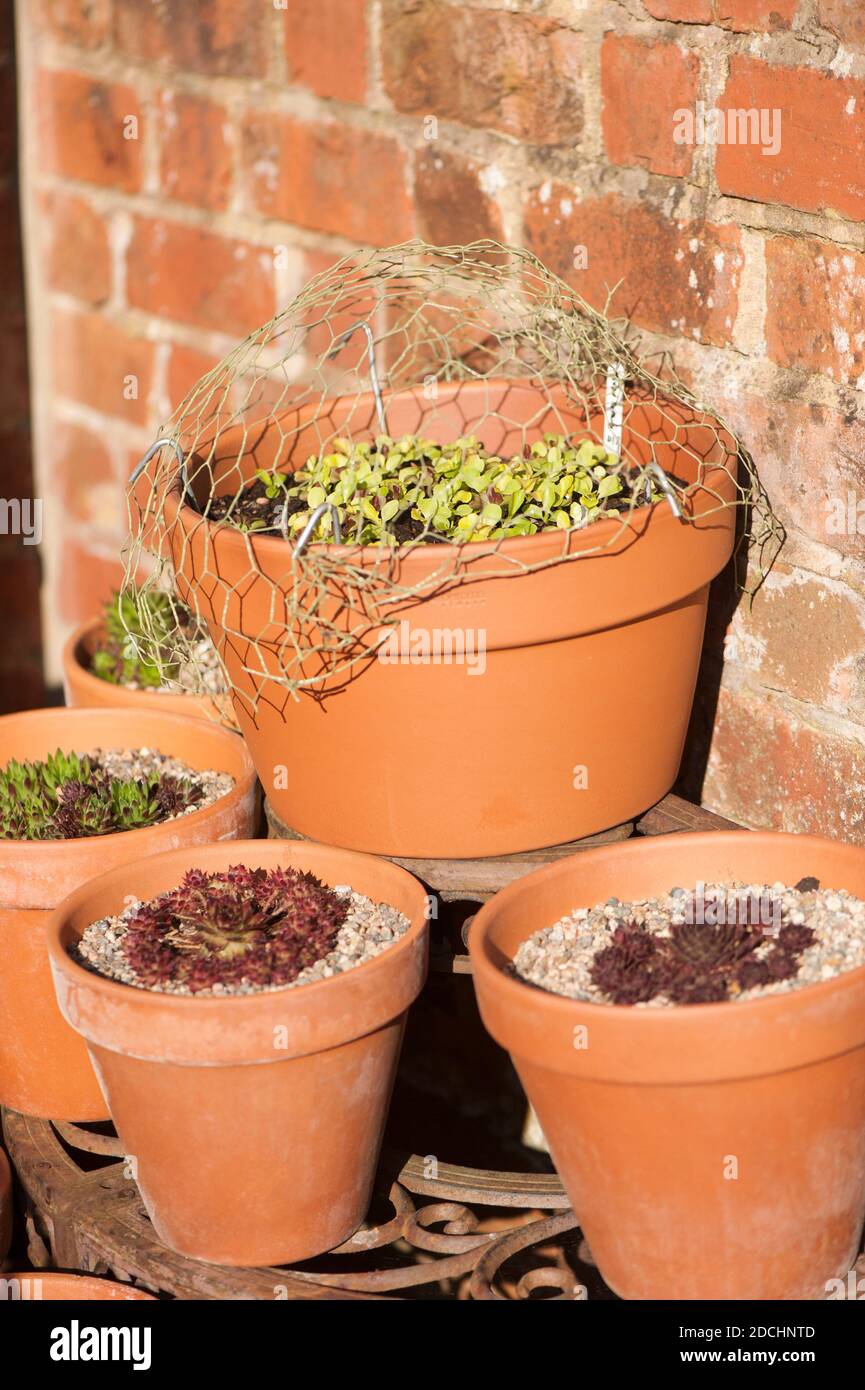 Gemischte Salatkeimlinge wachsen in einem Topf durch Hühnerdraht neben anderen Töpfen mit Sempervivums, Hauseks geschützt Stockfoto